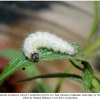 carch lavatherae larva5e